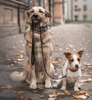 Melbourne, FL dog walker and pet sitter