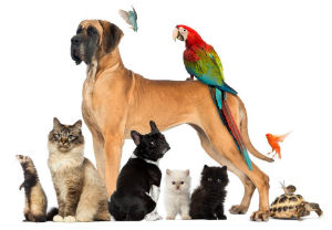 Brevard county, Florida pet sitter